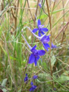 20130712Rittersporn_Reilingen3
