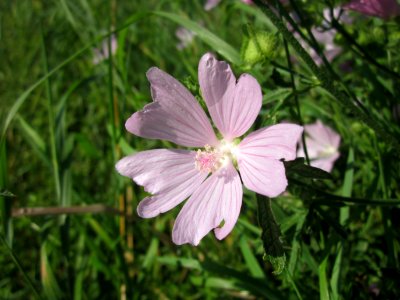 20130725Malve_Hockenheim1