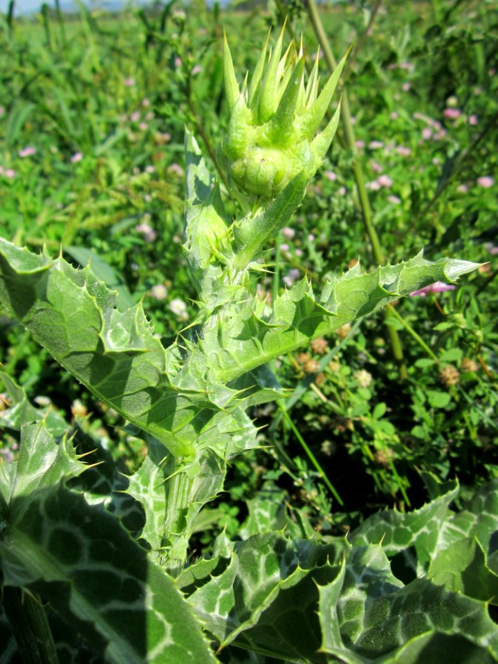 20130727Silybum_marianum7
