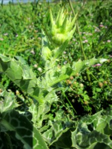 20130727Silybum_marianum7