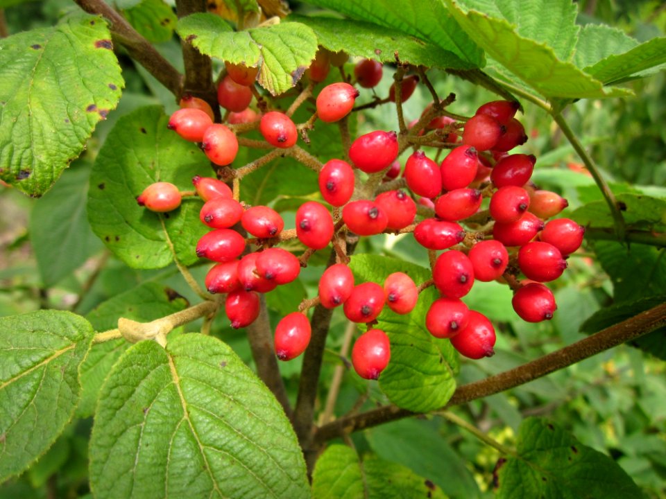 20130726Viburnum_lantana3