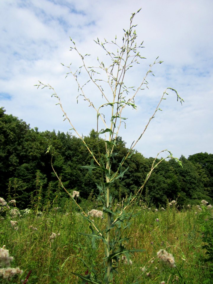 20130726Lactuca_serriola3