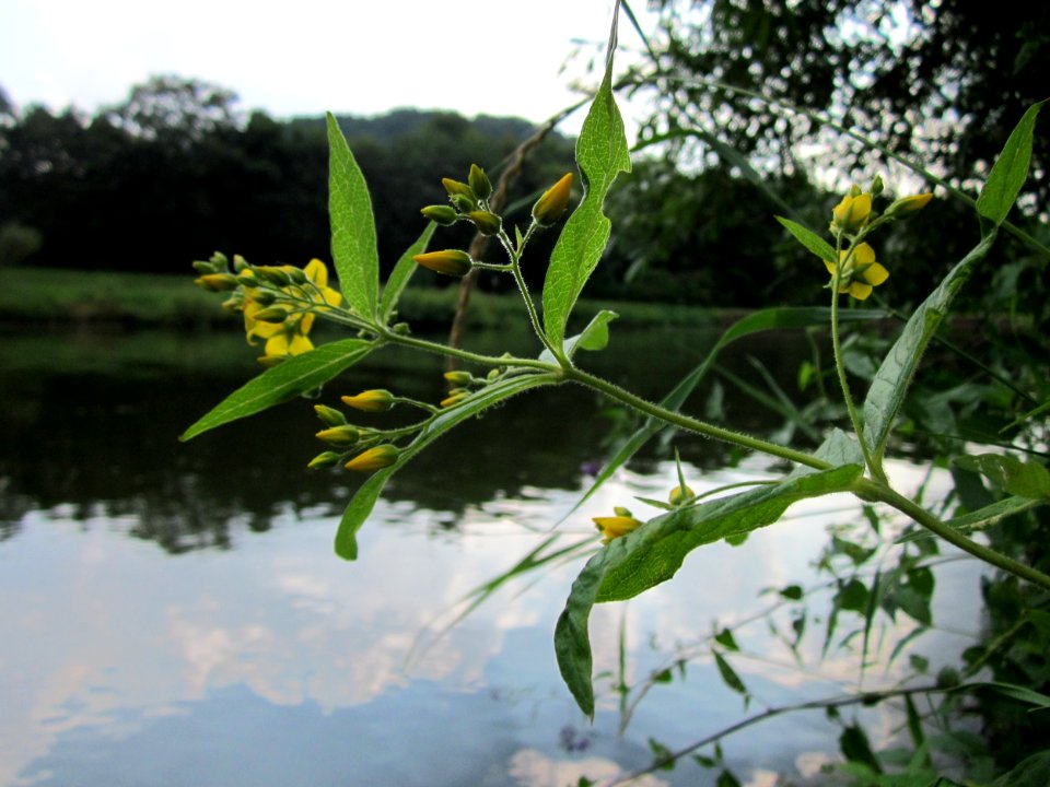 20130723Lysimachia_vulgaris1