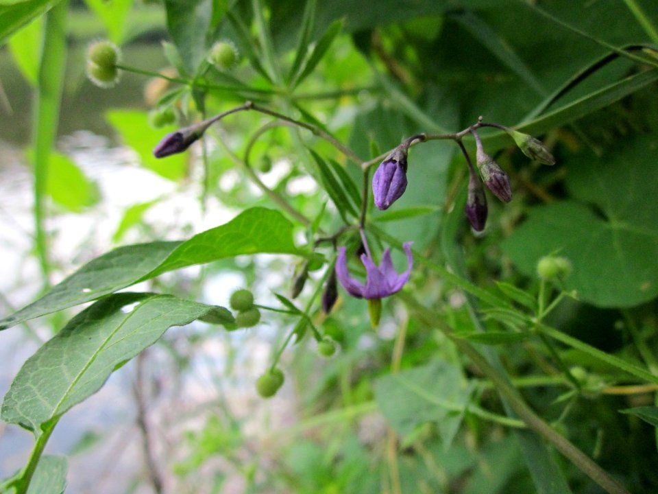 20130723Solanum_dulcamara1