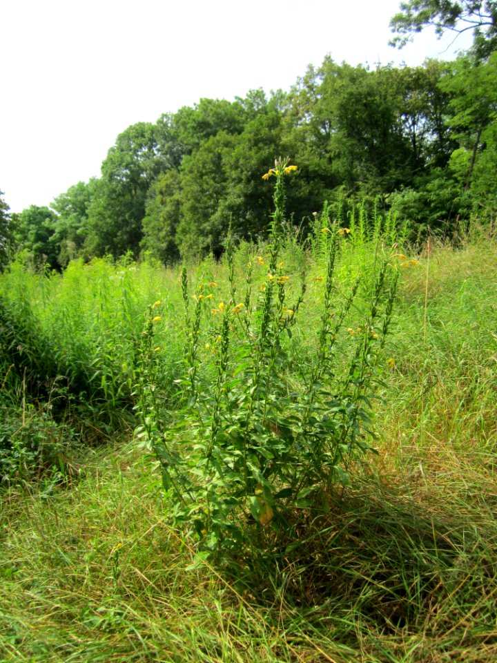 20130726Nachtkerze_Schwetzinger_Hardt1