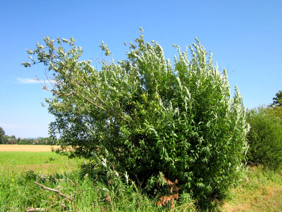 20130727Salweide_Hockenheim1
