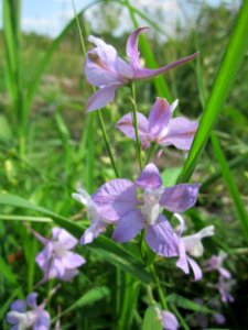 20130712Rittersporn_Reilingen9