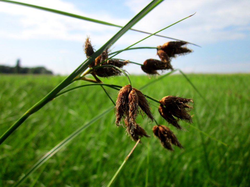 20130725Strandsimse_Hockenheim3
