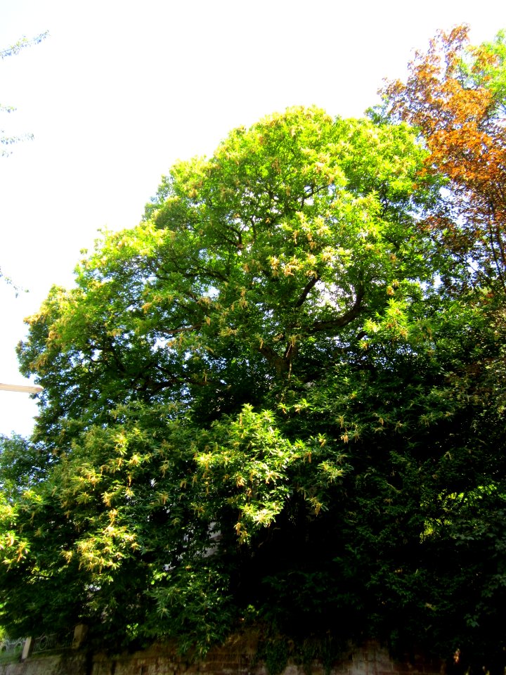20130719Castanea_sativa4