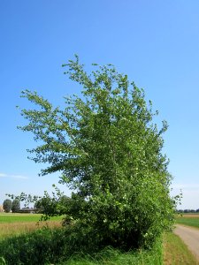20130727Zitterpappel_Hockenheim9