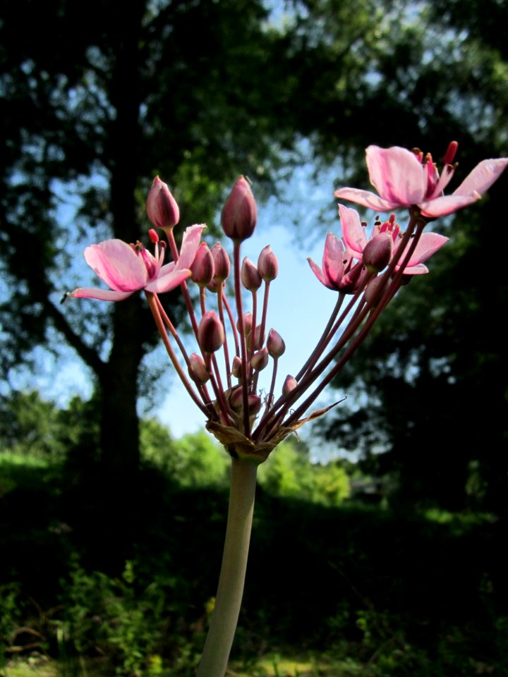 20130716Schwanenblume_Hockenheim6