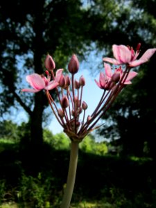 20130716Schwanenblume_Hockenheim6