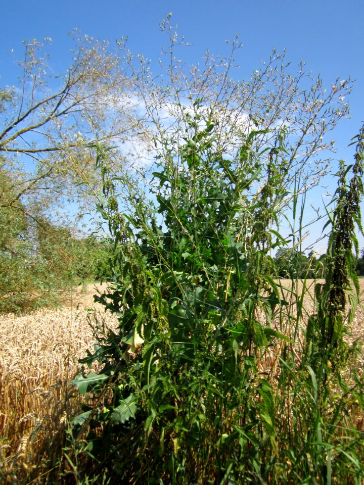 20130727Stachellattich_Hockenheim1