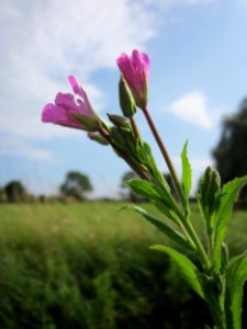 20130725Weidenroeschen_Hockenheim3