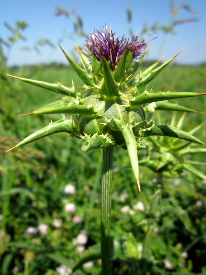 20130727Silybum_marianum3