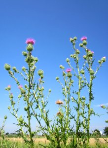 20130727Cirsium_vulgare1