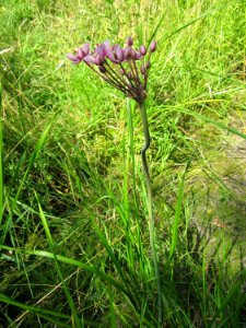20130716Schwanenblume_Hockenheim5