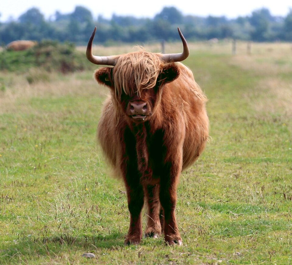 Bò gaidhealach bos taurus gaelic rind