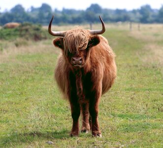 Bò gaidhealach bos taurus gaelic rind photo