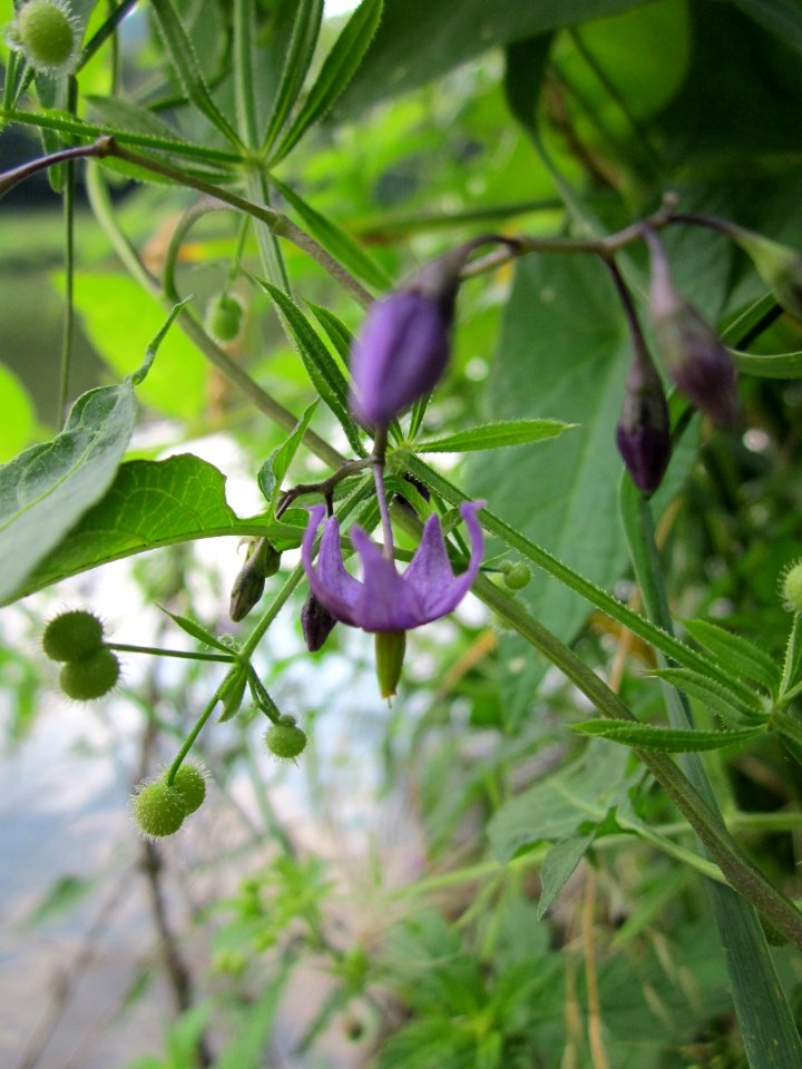 20130723Solanum_dulcamara2