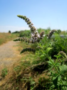 20130727Mentha_longifolia1