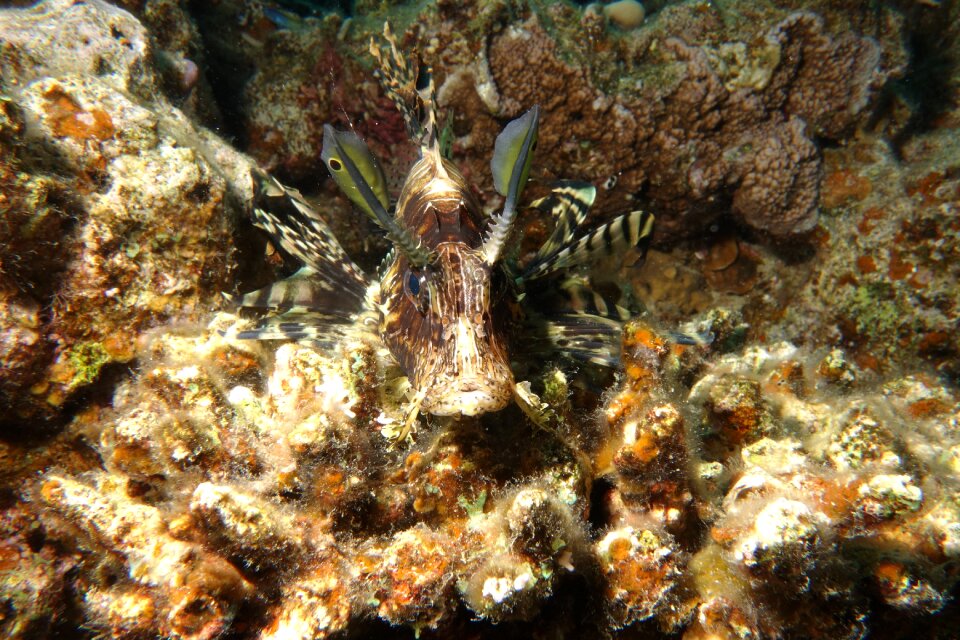 Underwater lionfish red sea