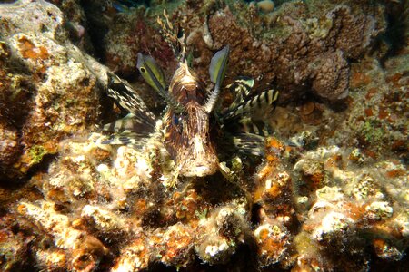 Underwater lionfish red sea photo
