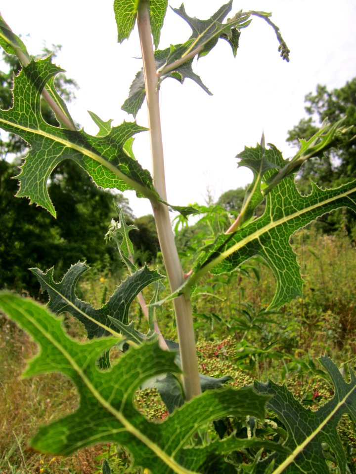 20130726Lactuca_serriola7