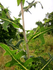 20130726Lactuca_serriola7