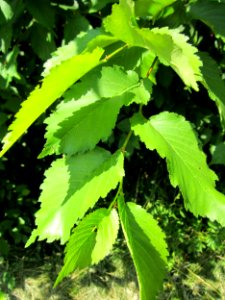 20130714Ulme_Schwetzinger_Hardt2