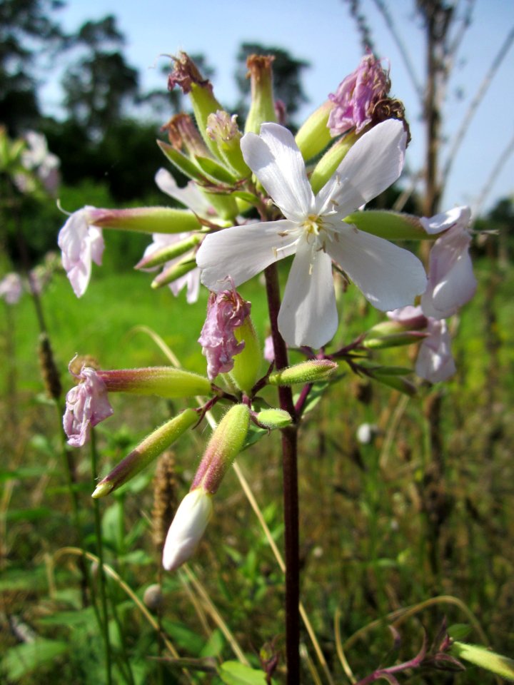 20130714Seifenkraut_Schwetzinger_Hardt1