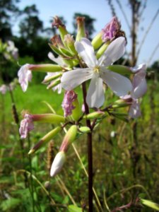 20130714Seifenkraut_Schwetzinger_Hardt1