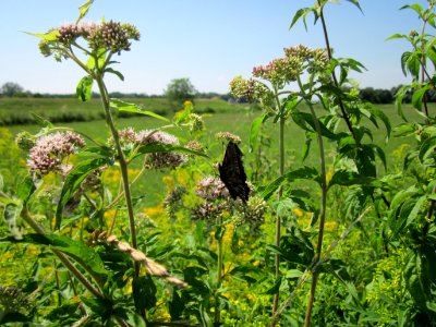 20130727Wasserdost_Hockenheim1