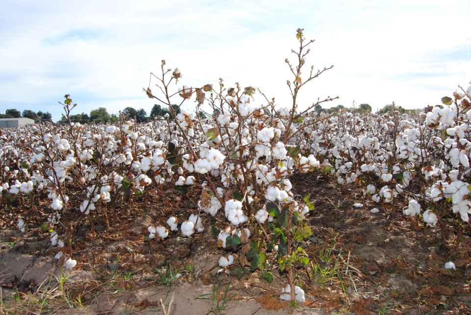 Missouri harvest farming