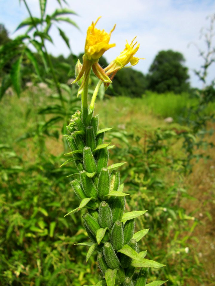 20130726Nachtkerze_Schwetzinger_Hardt2
