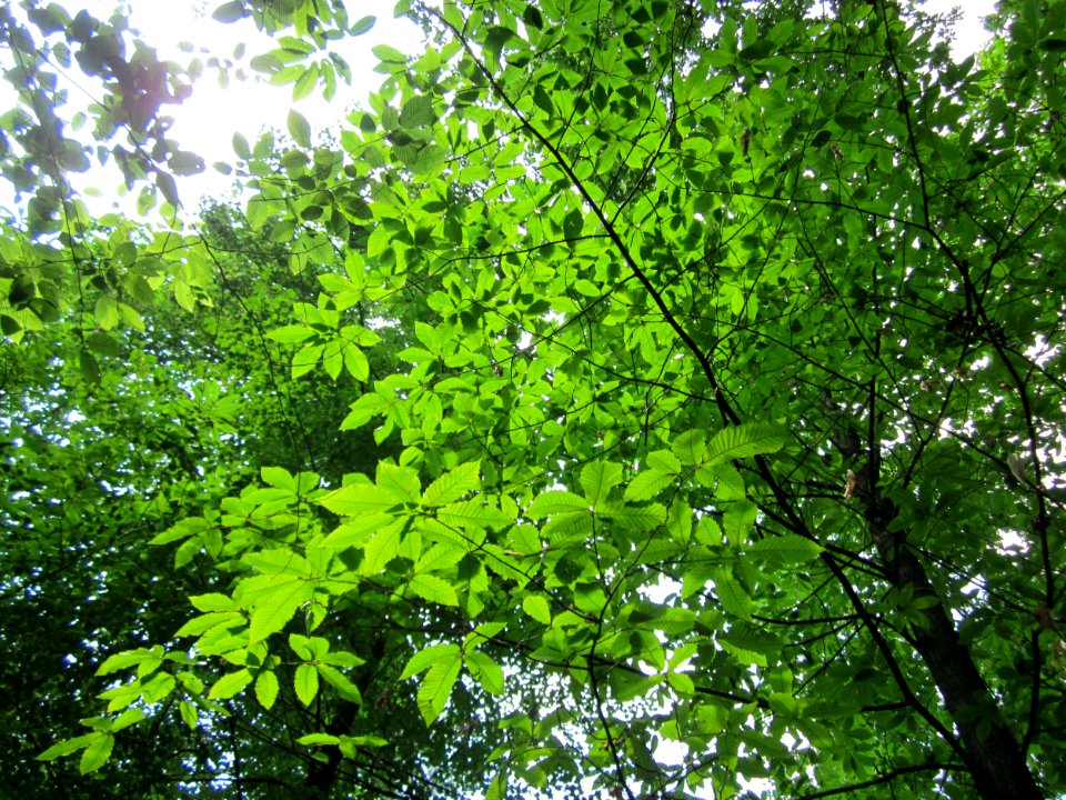 20130713Edelkastanie_Schwetzinger_Hardt11