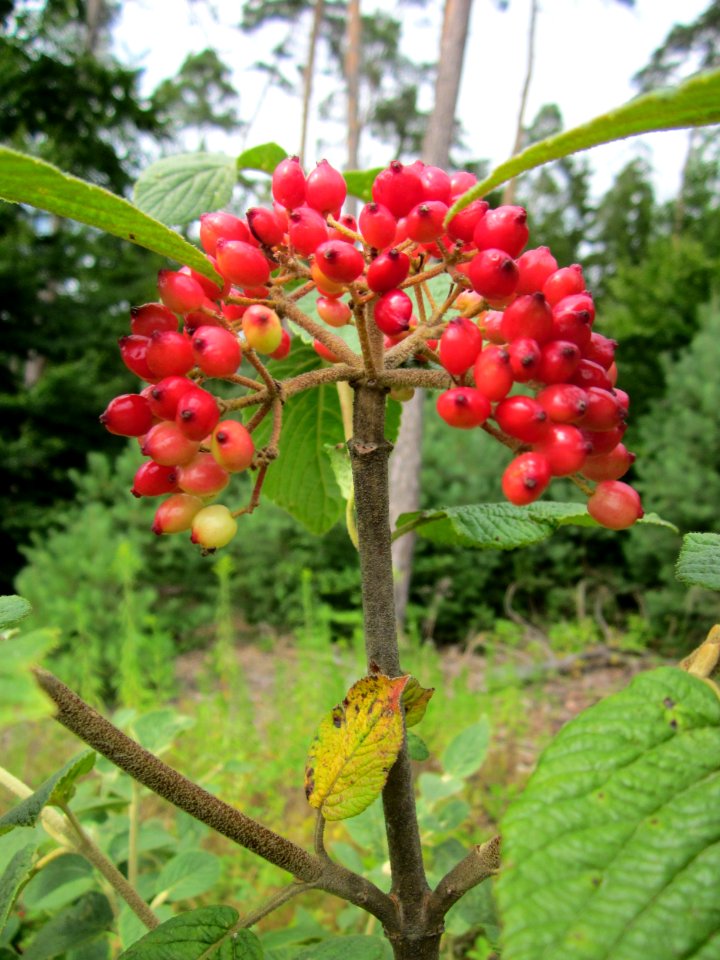 20130726Viburnum_lantana2