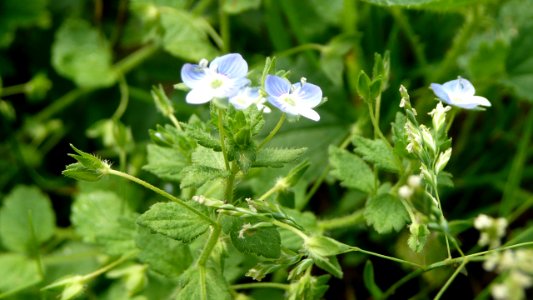20130722Veronica_persica1