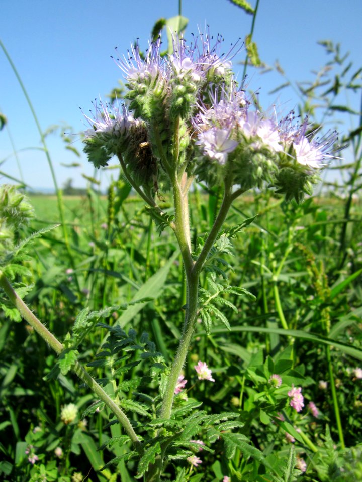 20130727Phazelie_Hockenheim3