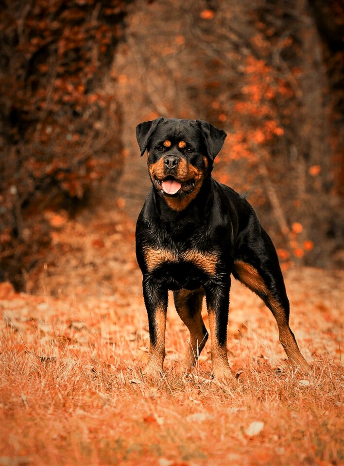 Domestic animal doggie race