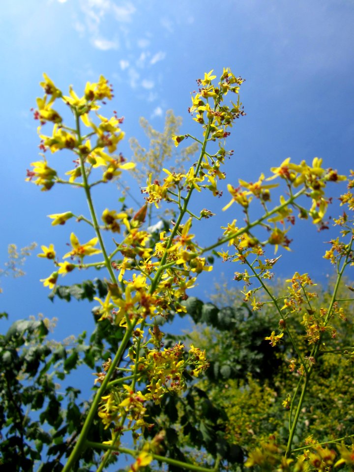 20130726Blasenbaum_Hockenheim1