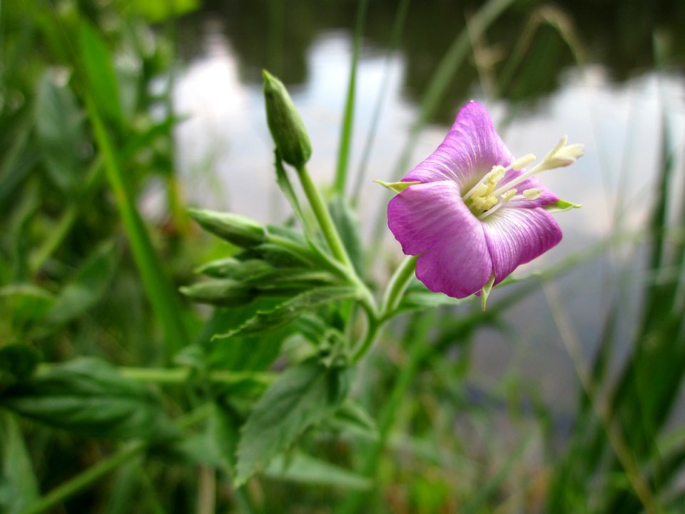 20130723Weidenroeschen_Saarbruecken