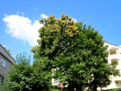 20130719Castanea_sativa5