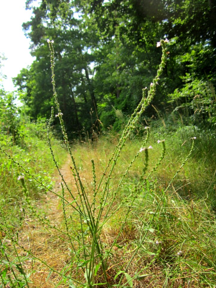 20130726Eisenkraut_Schwetzinger_Hardt1