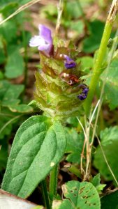 20130722Braunnelle_Staden2