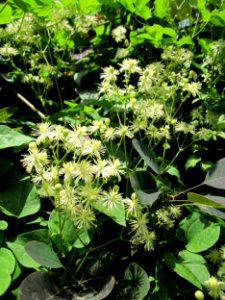 20130726Waldrebe_Hockenheim2