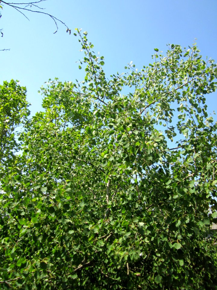 20130727Zitterpappel_Hockenheim1