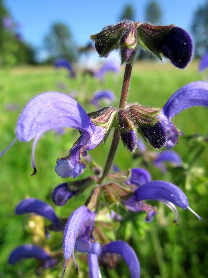 20130725Wiesensalbei_Hockenheim3