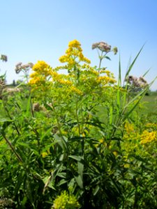 20130727Goldrute_Wasserdost_Hockenheim