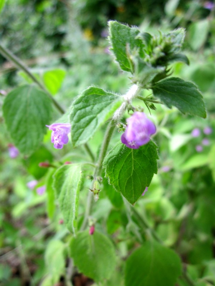 20130726Calamintha_menthifolia2